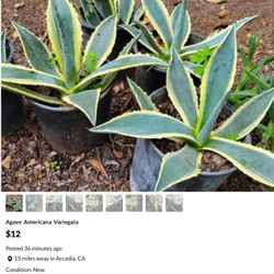 Beautiful Plants  $10 Each 