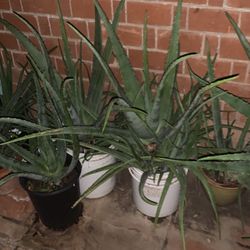 So Many Plants Available To Choose From Nursery