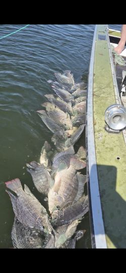 Tilapias Fresquesitas