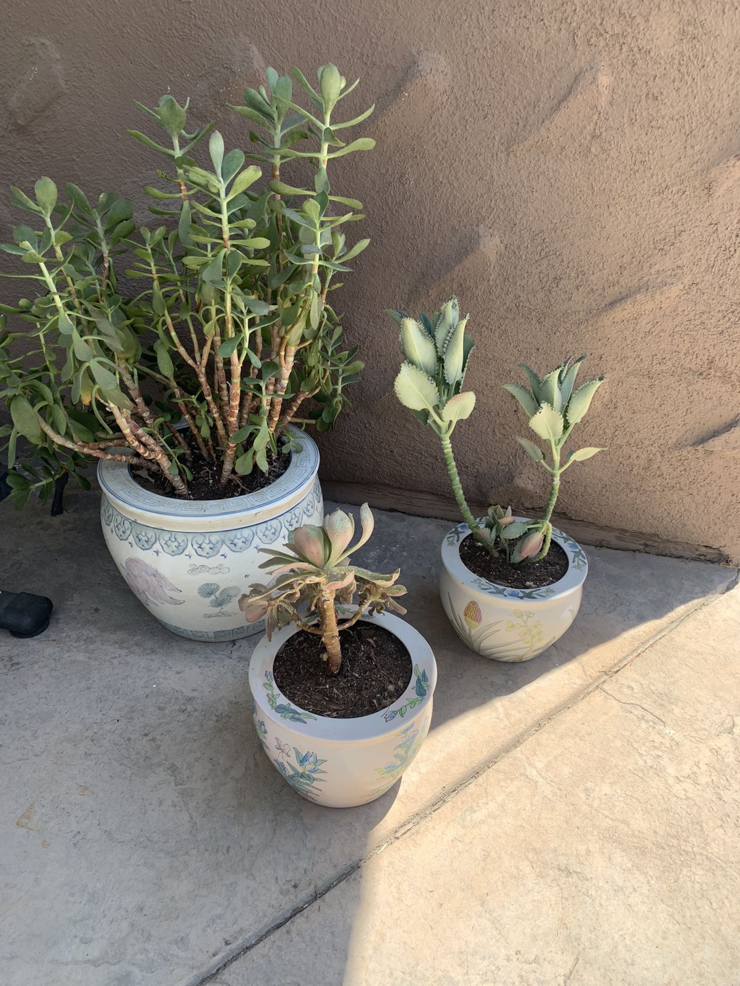 Asian Ceramic Plant pots With Succulents 