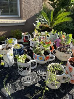 Succulents and Plants