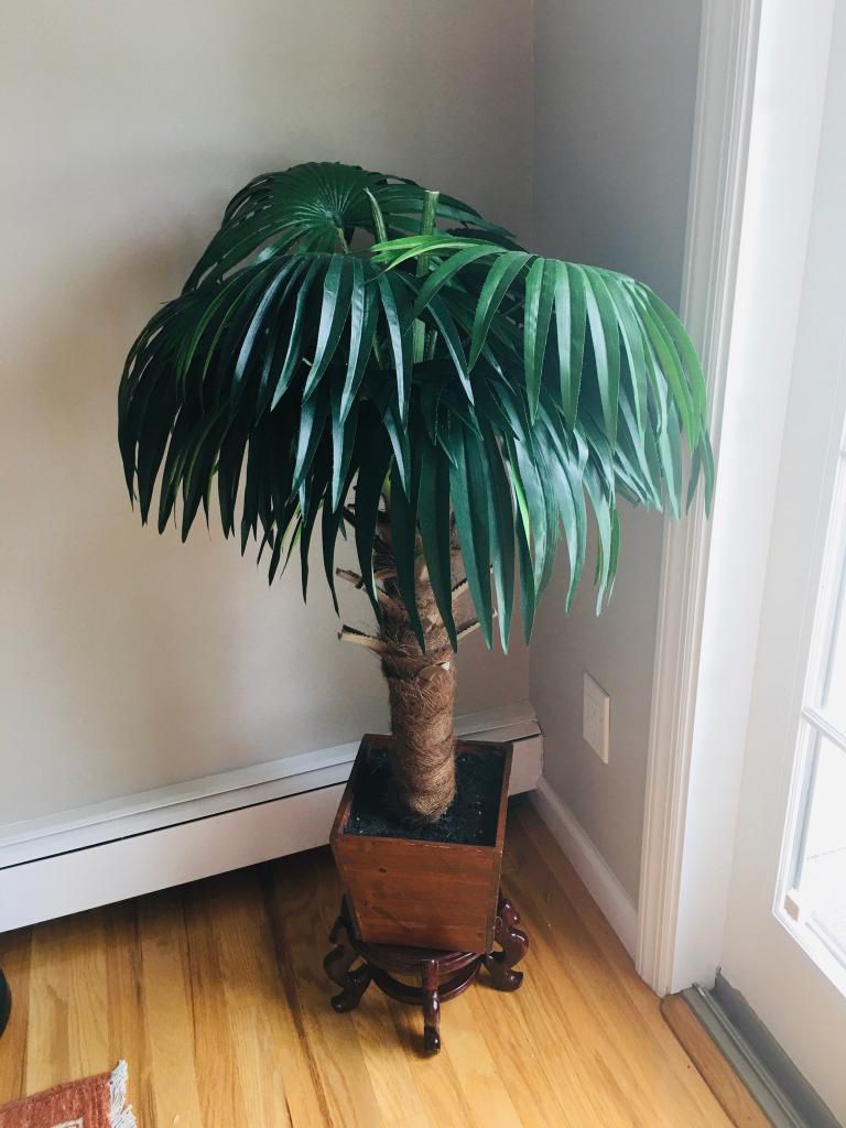 Fake Plant Plus The Stand 