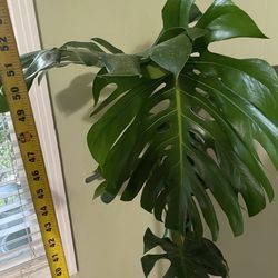Live art plant!!One of a kind***4ft Giant Leaf (~24 inch leaf) monstera deliciosa, 95820