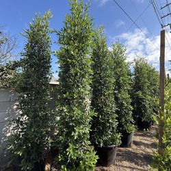 Ficus Nitida Indian Laurel