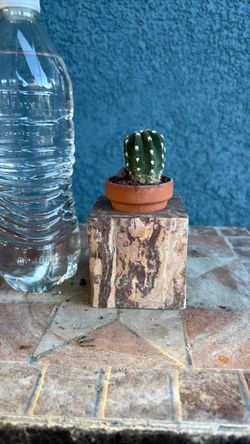 Mini Cactus in Terra Cotta Pot with marble base