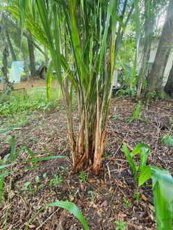 Bush of PALMS. Queen palms 11 i counted.