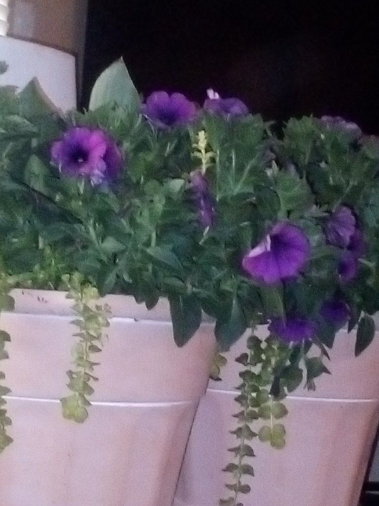 4 Pots Flowers$20/Each 