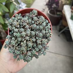 6” Purple Sedum