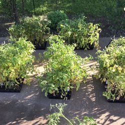 Tomato plants 4 Plants for a dollar Carolina gold, super sweet, 100 sun, gold and more