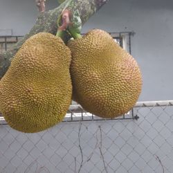 Jackfruit - $1 per Pound