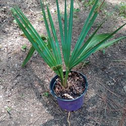 Cold Hardy Sabal Minor Palm Tree Plant 