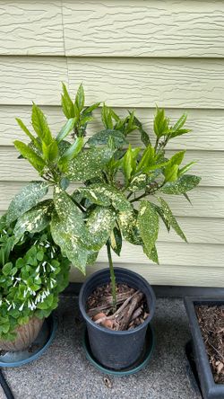 Spotted laurel Potted Live Plant 