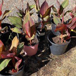 Canna lilies