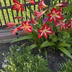 Amaryllis Flower Plants 