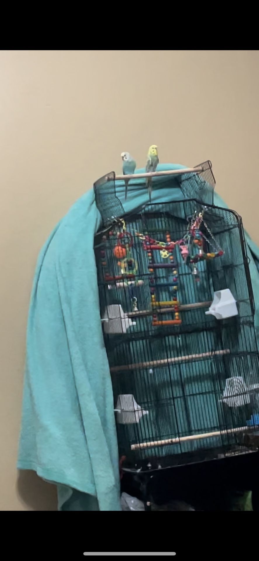 Birds W/ Cage, Toys & Food 