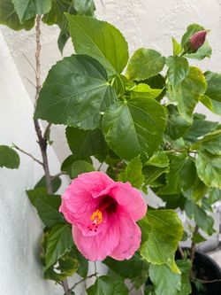 Organic Hibiscus 5.5 ft tall in a 5 gallon pot.
