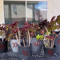 Healthy Succulents For Sale In SW Area 