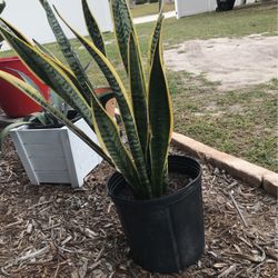 Snake plant