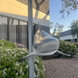 Tuscany model shark (four feet long, 16in wide and tall