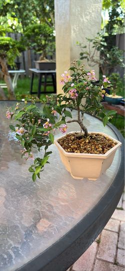 Bonsai Tree