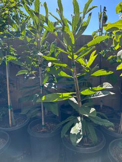 Loquat fruit tree