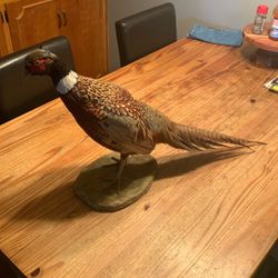 Pheasant mount