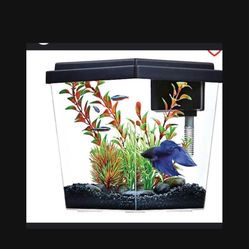 One Gallon Aquarium 