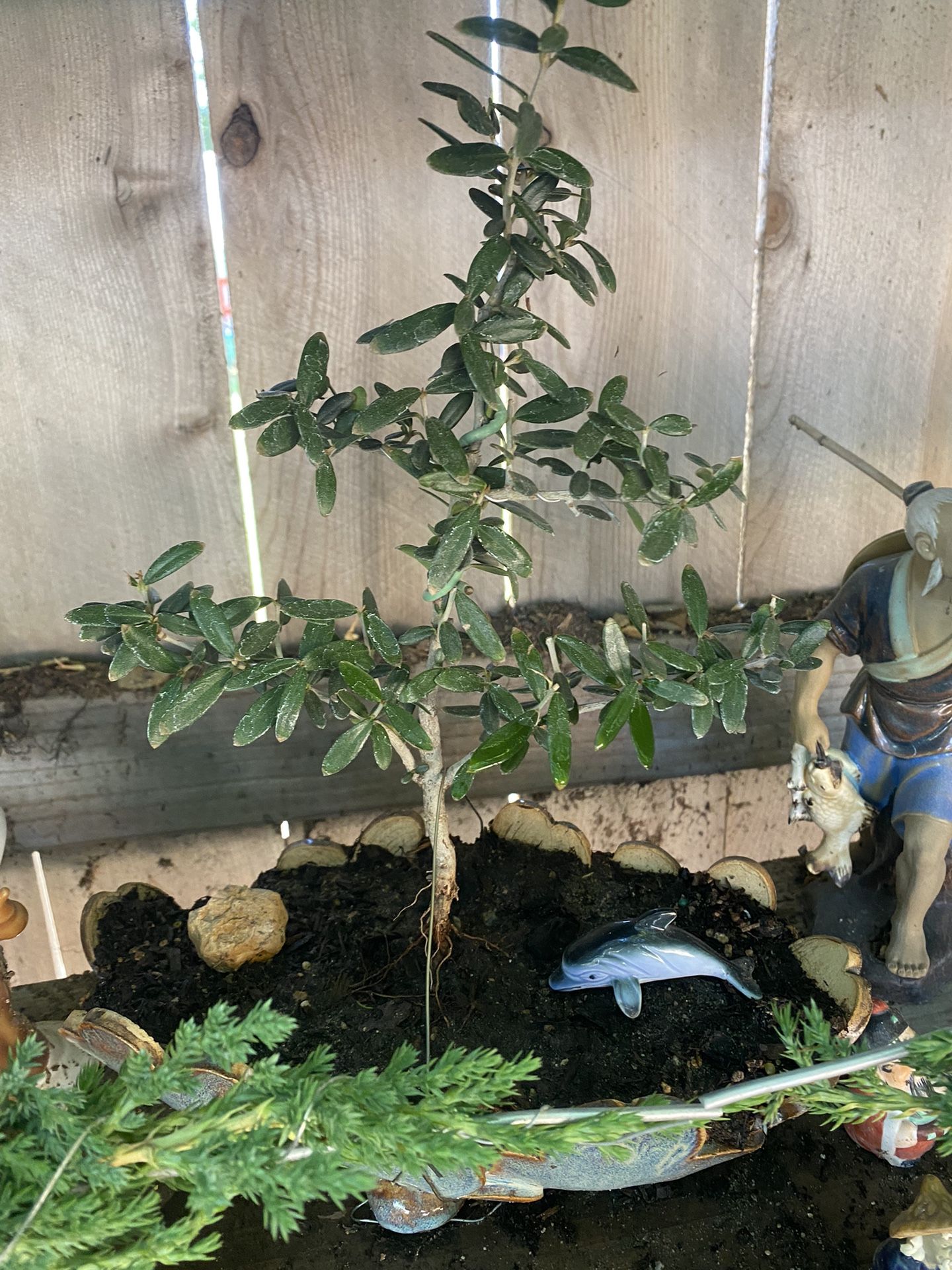 Bonsai Plants For Sale $40 Each