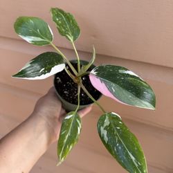 4” white princess philodendron