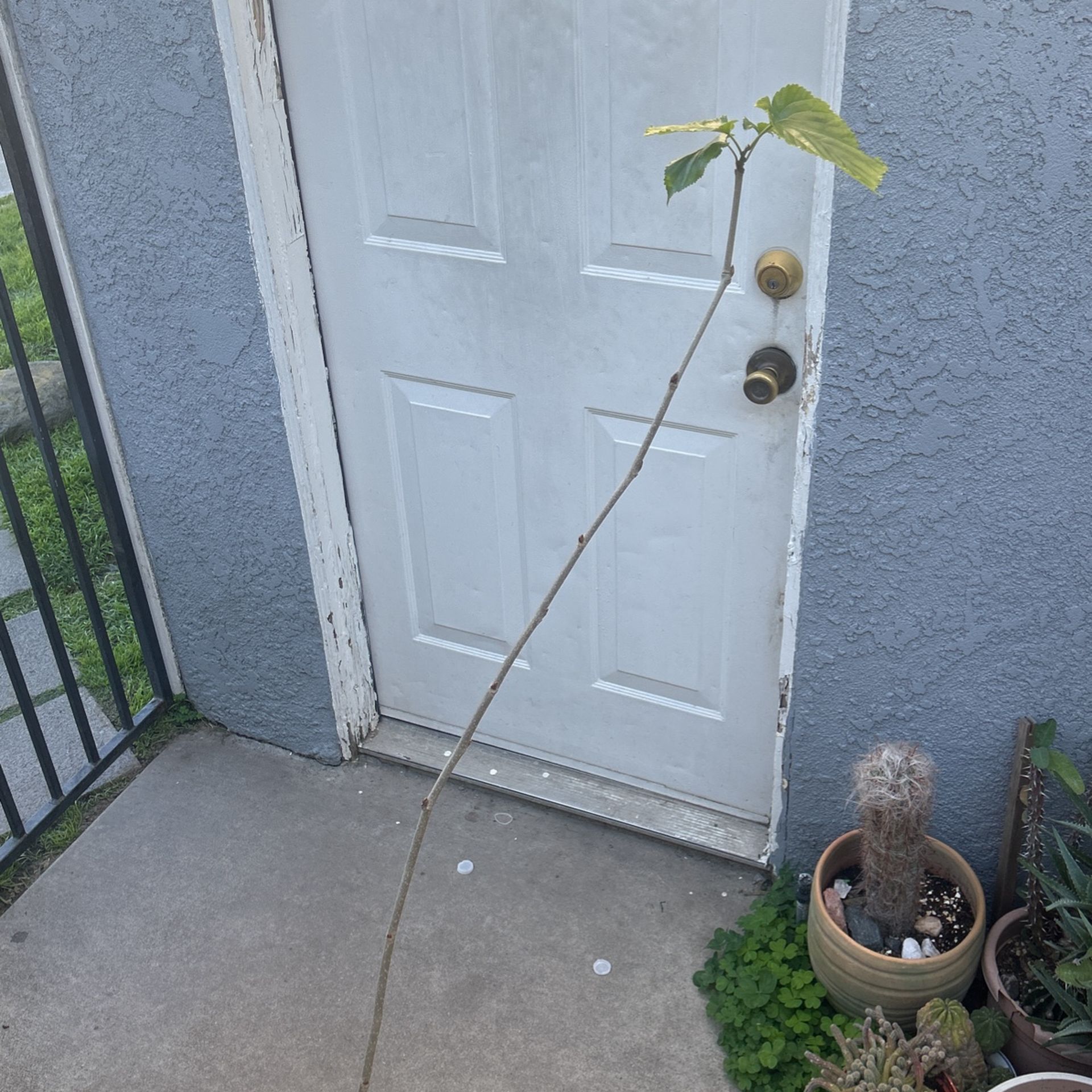 Pakistan Mulberry