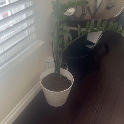 ZZ Plant With Pot included 