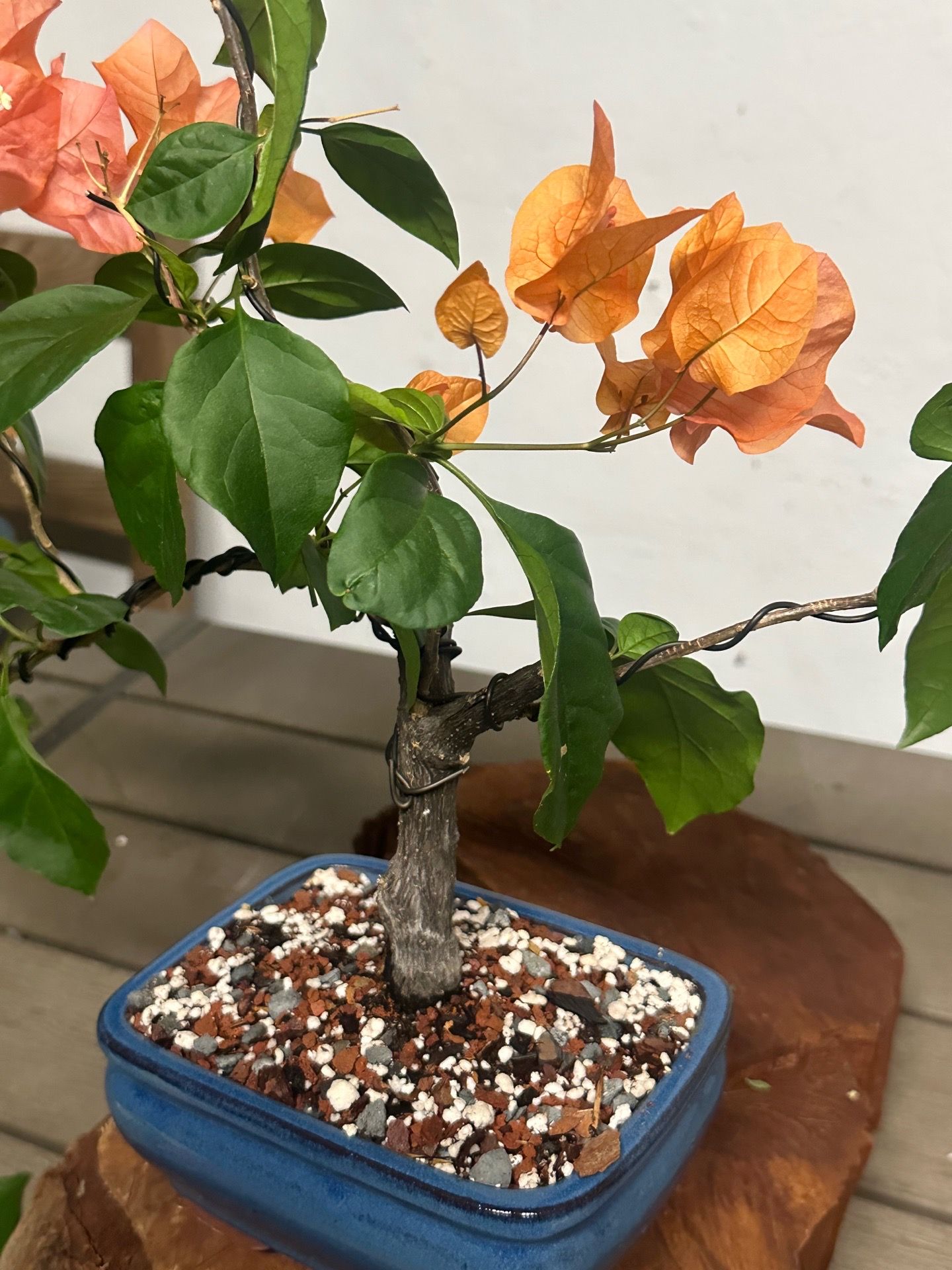 Bonsai bougainvillea (orange)