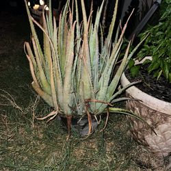 Large ALOE VERA  Plant 🪴 