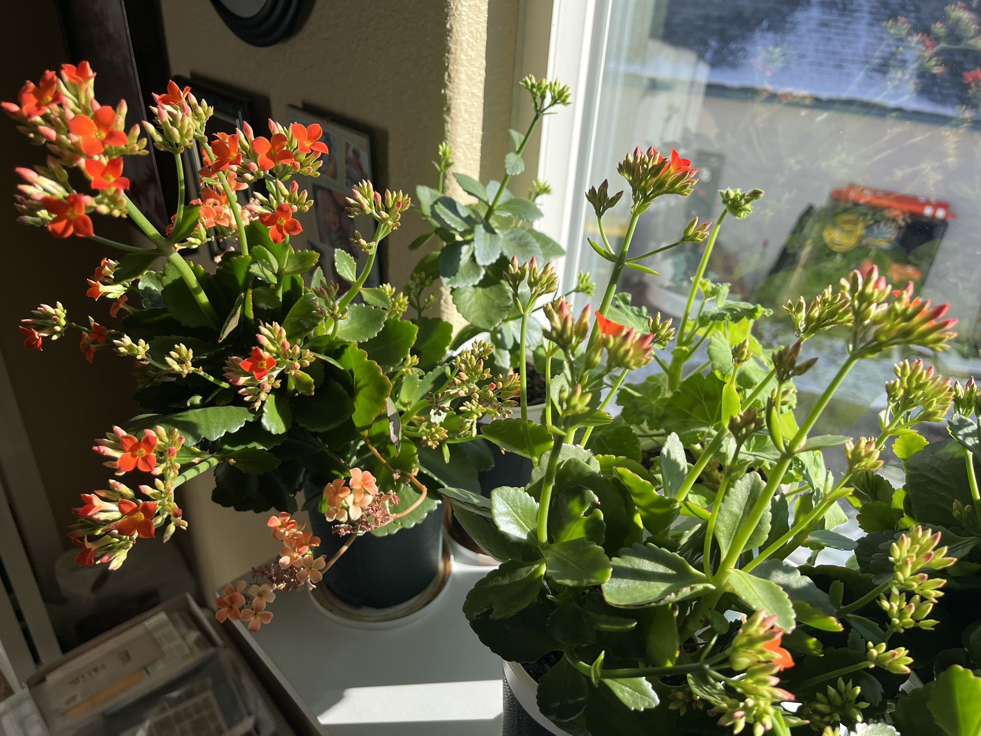 Blooming Flowers/Flaming Katy