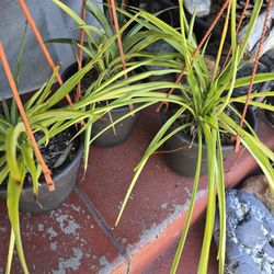 Green Spider Plants 