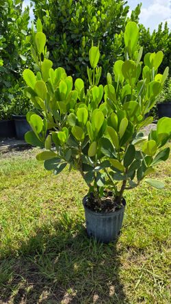 Huge clusias about 4 feet tall instant privacy  Hedge for fence  sizes available
