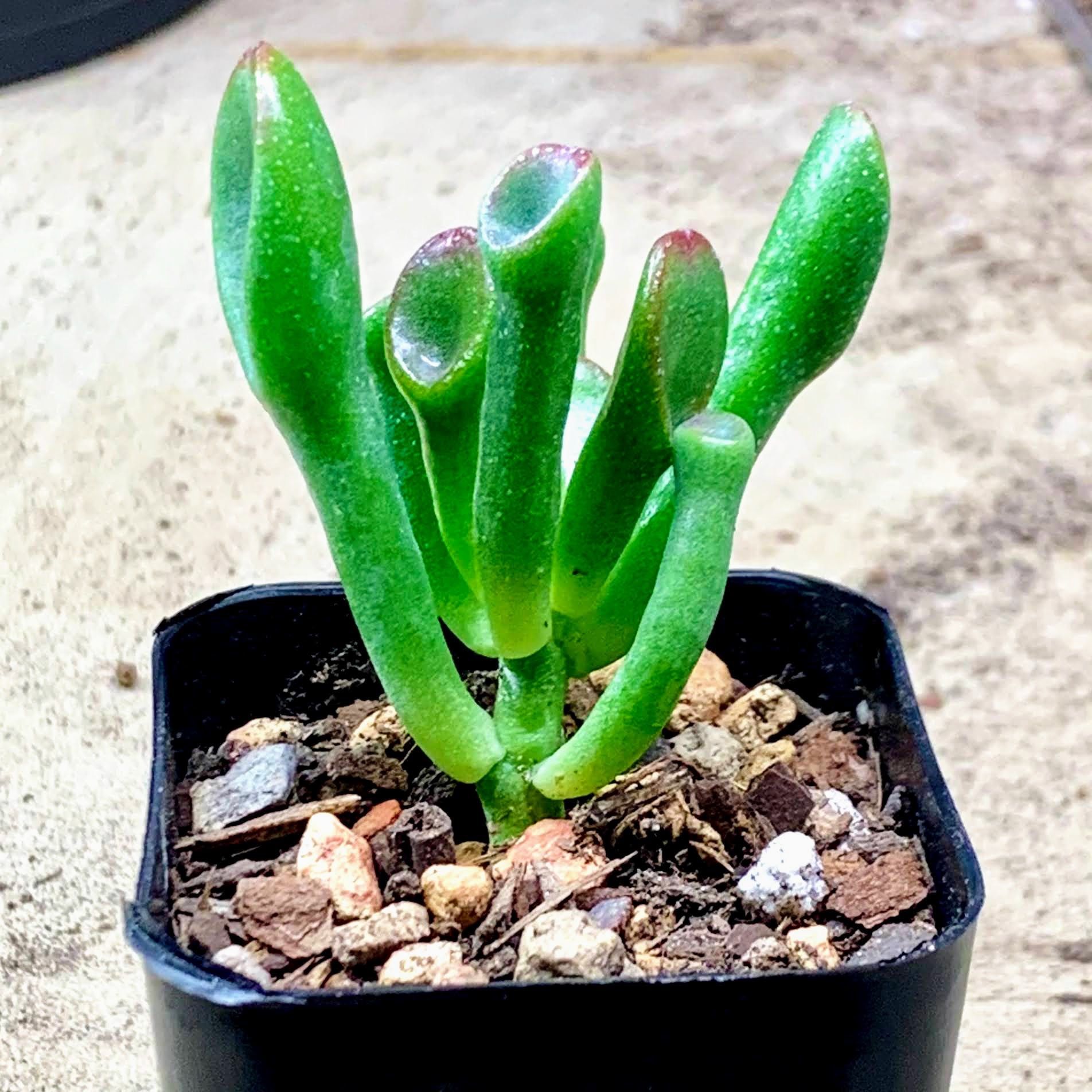 Crassula Ovata Succulent