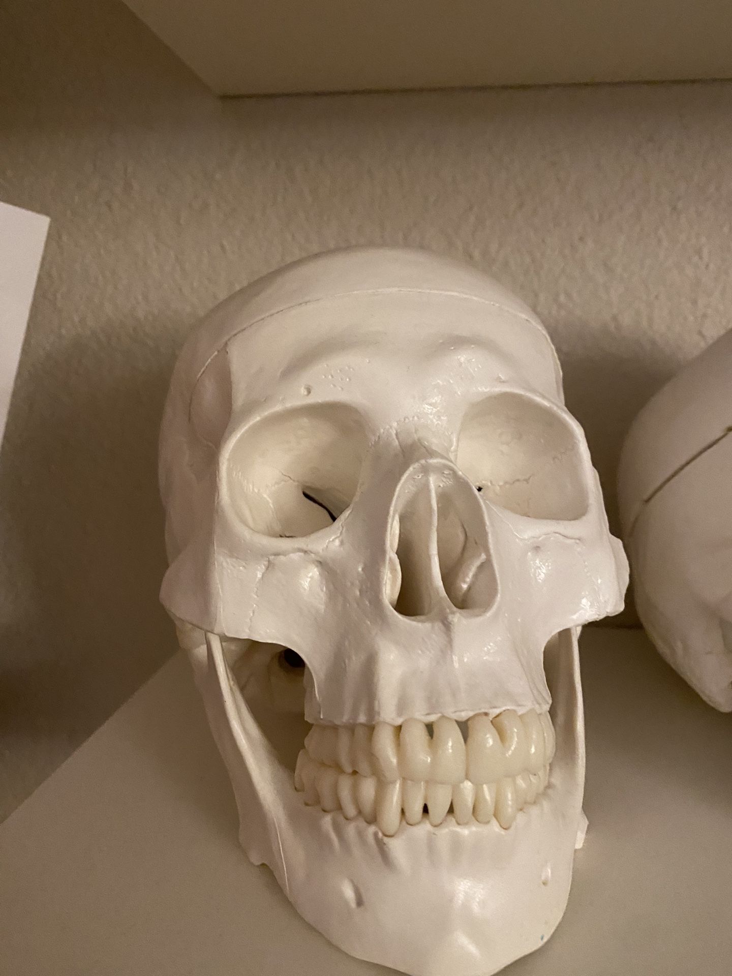 Anatomy Skull