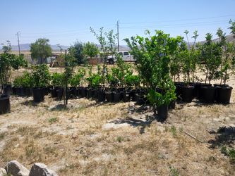 Trees and succulents