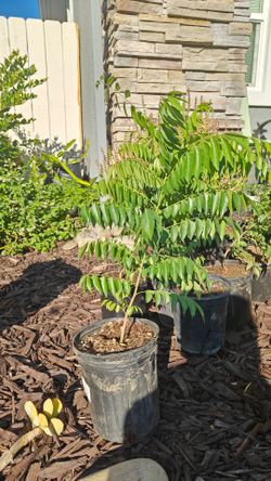 Organic Curry Leaf Plants