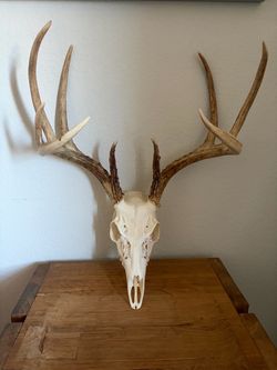 Real 9-Point Whitetail Deer European Skull Mount
