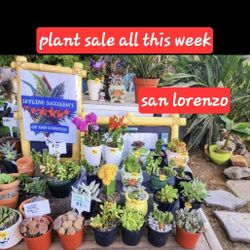 SUCCULENTS. BUDDHA TEMPLE. RARE KOREAN SALE THIS WEEK SAN LORENZO