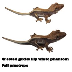Gecko poster