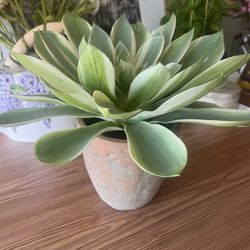 Fake Plant/Succulent with Terracotta pot