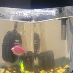 2 Gallon Tank W/ 3 Fishes