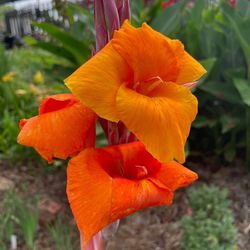 Canna Lilies Perennial Homegrown Plants 