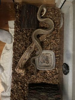 Ball Python Snake And Tank