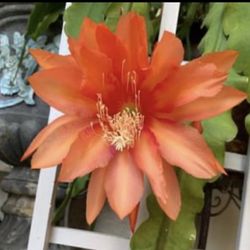 Epiphyllum 