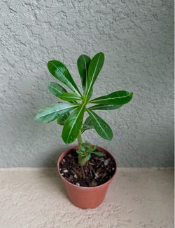 Desert  Rose  plant