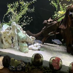 Fish Tank For Sale